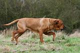 TOSA INU 499